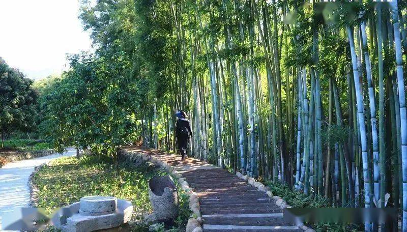 【周末出发】广州从化南平 状元荔枝节 静修小镇 北回归线公园 荔枝任
