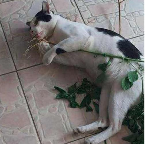 喵星人钟爱上猫薄荷,仰起头就是一顿狂吸,感觉像在抽大麻