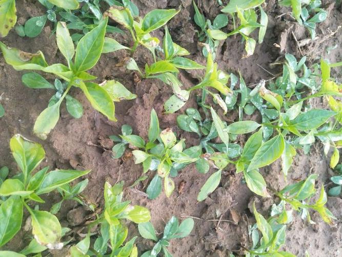 请问老师,这辣椒苗有点黄叶