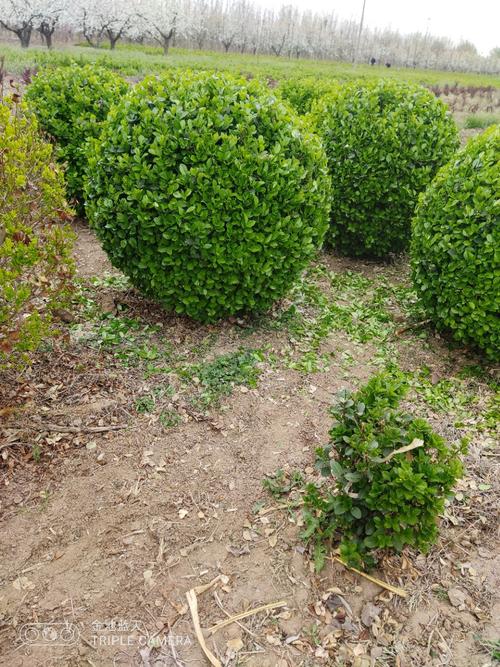 自家北方种植 冬青球 卫矛球 大叶黄杨球造型球