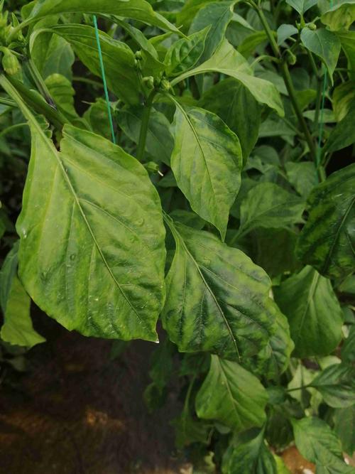 老师看看这辣椒叶子是药害吗