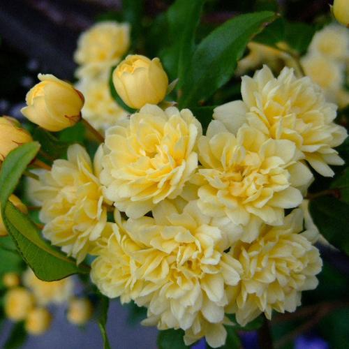 红木盆栽浓香黄白色花苗爬藤香花木香