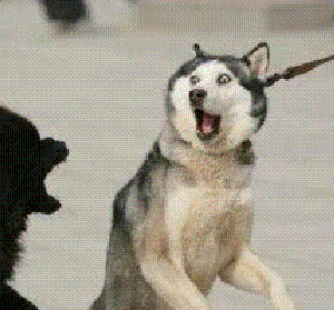 感人的事迹遍布全球 又以精湛的演技 到位的表情 闻名世界 有二哈在的