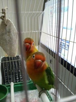 我想知道我家的两只 棕头牡丹鹦鹉 的性别,已经养了6个月.