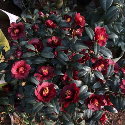 黑骑士茶花名贵珍稀进口黑色系品种高档嫁接盆景树苗山茶福建龙岩