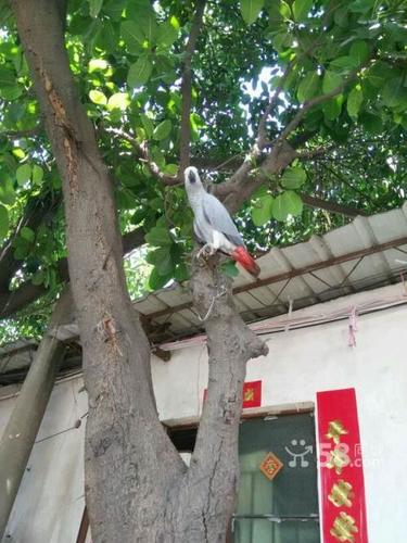 转让7个月灰机带双卡