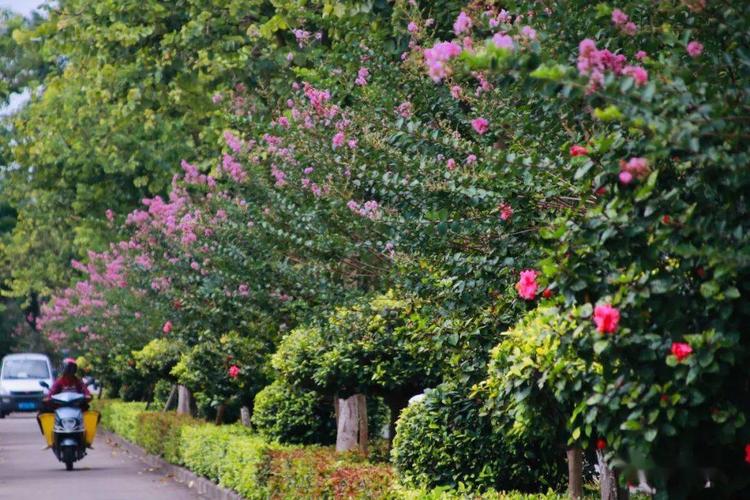 这花很钦州
