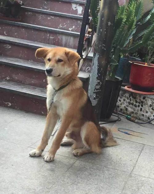 原创以前那种传统的大黄狗(土狗)几乎看不见了,会灭绝吗?