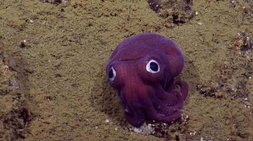 萌眼乌贼现身加州沿岸海底 全身紫色像小孩玩具,怎么这么可爱