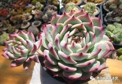 多肉吉娃娃有3怕避开不易摊大饼2个月养成群生小胖墩