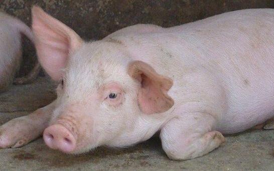 猪头上的毛怎么去