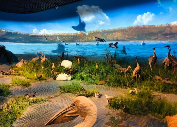 观赏内蒙古自然博物馆(二)