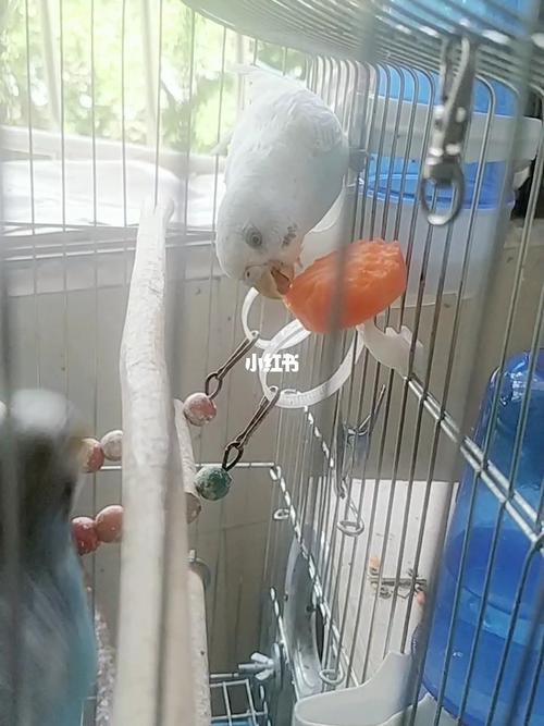 虎皮鹦鹉叫声|吃胡萝卜09_胡萝卜_鹦鹉_宠物_宠物