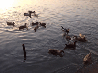 数数鸭子,想想小时候