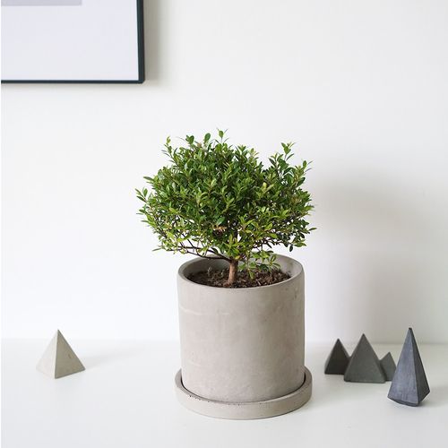 植物桌面发货盆景私生活小树盆栽绿植