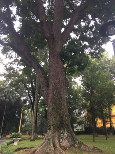 ﻿越南的国宝树——高大的红木树