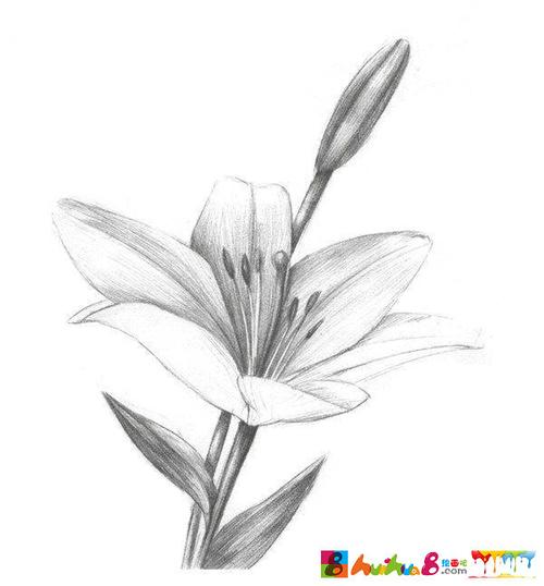 素描入门教程:素描画百合花步骤图解
