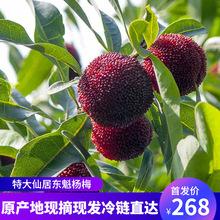 云南杨梅鲜果新鲜现摘现发5斤时令孕妇水果整箱大果酸甜顺丰空运