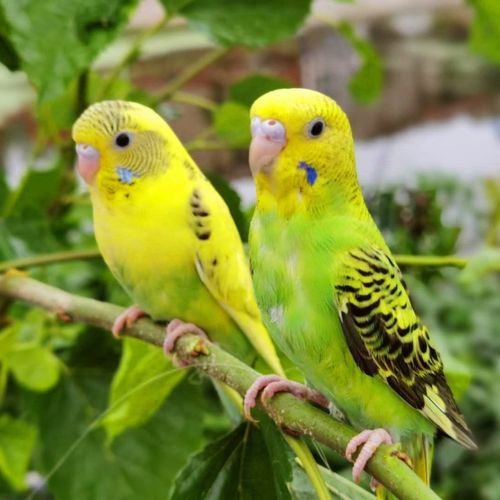 【京东推荐】玄凤鹦鹉鹦鹉活体说话鸟中大型鸟鹦鹉鸡冠鹦鹉手玩鸟活体