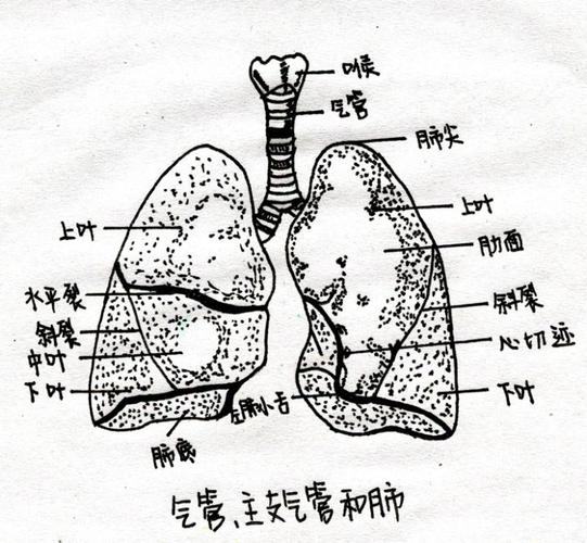 大学生手绘解剖图走红,网友:每个学医的都是隐形画家