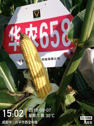 华农658,丰收就找它!