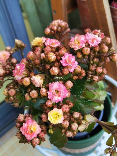 长寿花—外星人(et)_长寿花_花市_鲜花_鲜花分享_家居