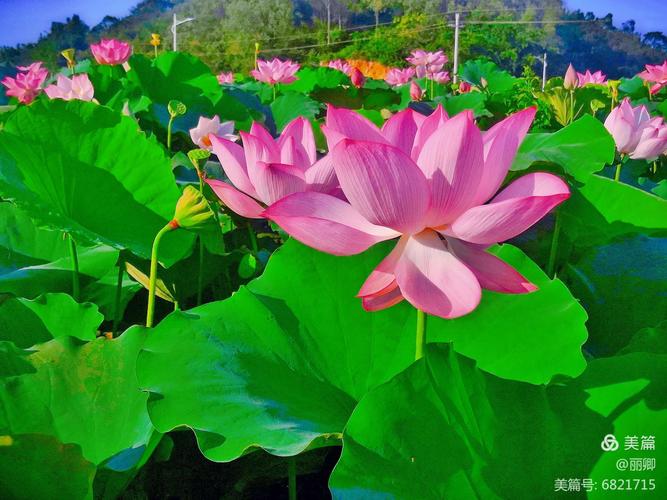 歌曲〈荷花梦〉刘春梅演唱