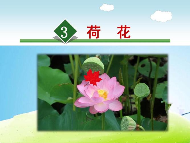 2019部编人教版三年级语文下册课件3.荷花 课件(新教材)ppt