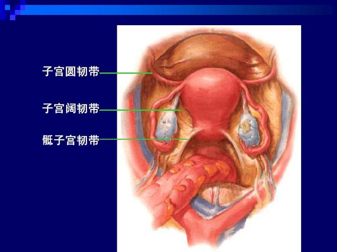 盆部和会阴的解剖