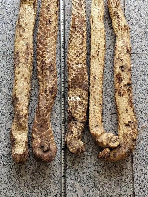 沙漠人参肉苁蓉_人参_免疫力_补肾_抗衰老_便秘_通便