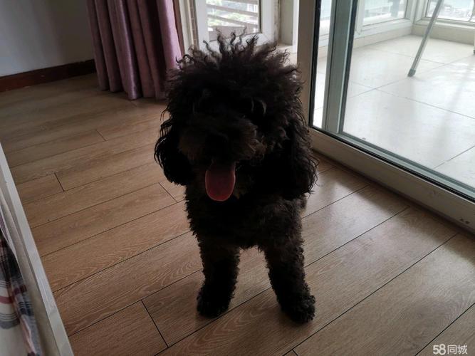 纯种标准咖啡色泰迪弟弟