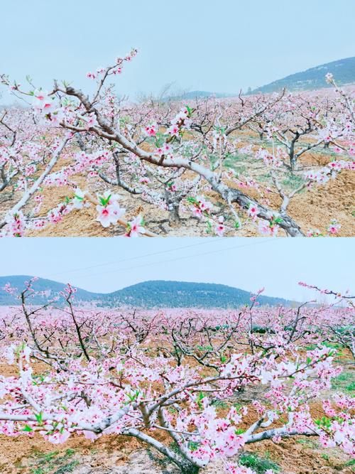 贾汪督公湖第十届桃花节车展圆满落幕