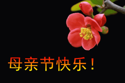 640_426gif 动态图 动图