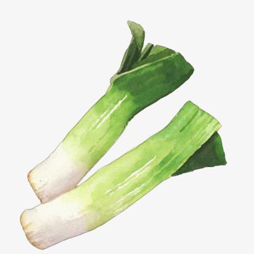 大葱手绘画素材图片