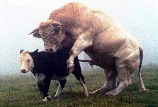 动物交配 和谐陶醉