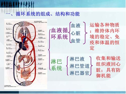 循环系统ppt课件