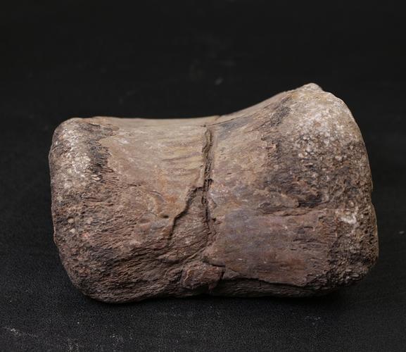 骨头化石原石 天然龙骨化石古生物化石原石 标本