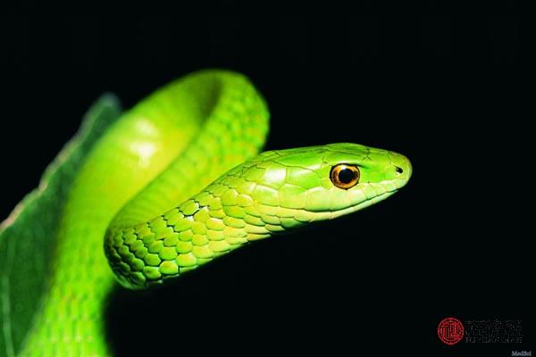 属蛇跟属蛇的相配吗