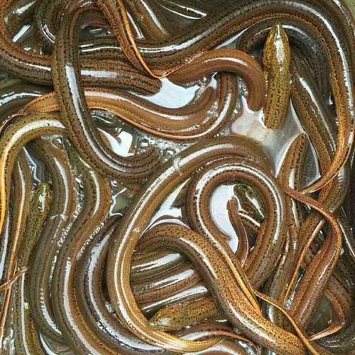 湖北仙桃仙桃市商品黄鳝 人工养殖