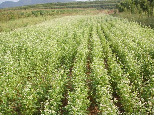 荞麦种子苦荞麦种子甜荞麦种子苗芽菜种子 杂粮种子出芽率90%以上