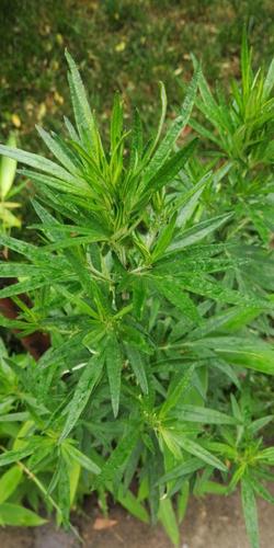 艾草艾蒿不同吗