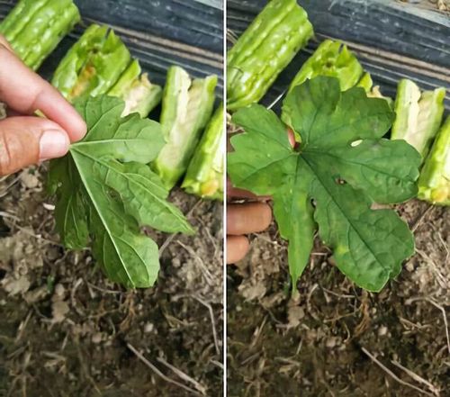 苦瓜细菌角斑病(细菌病害)