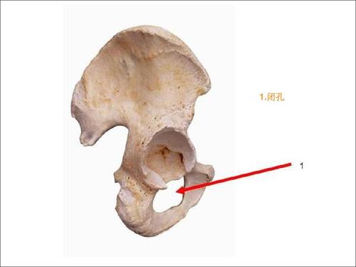 解剖实践考试 1.闭孔