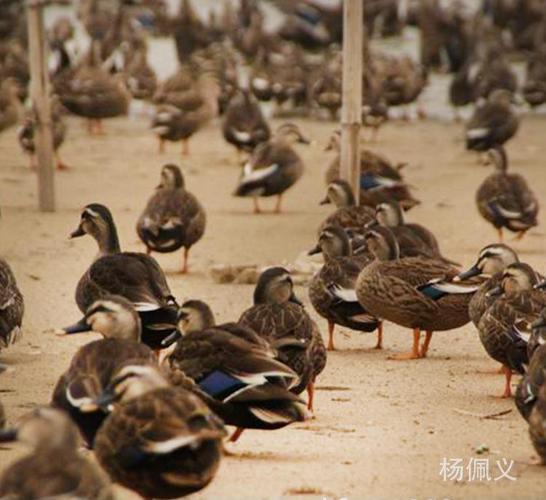 野鸭苗大量批发野鸭苗特种野鸭苗成活率高量大从优