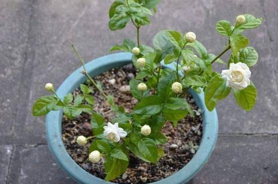 植物,茉莉花,修剪,盆栽