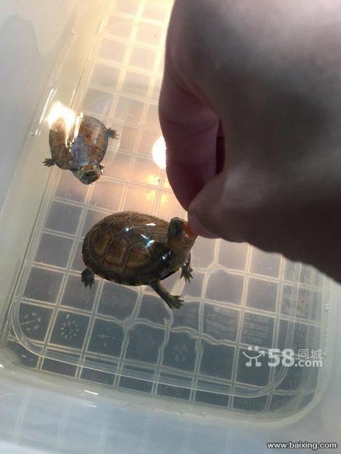 稀少白喉蛋龟全品养定4cm萌货北京本地出