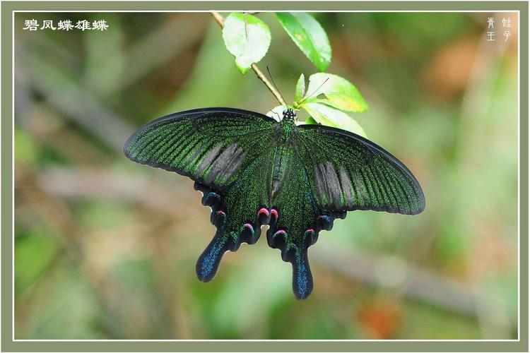 福城蝶舞(凤蝶,粉蝶篇)