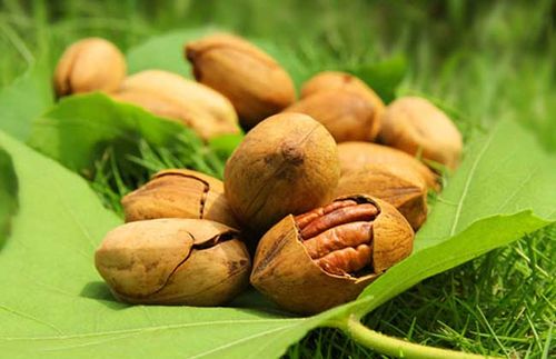 碧根果产地是哪里?