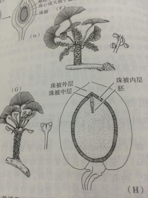 有花粉哦,雄孢子叶球会产生花粉.