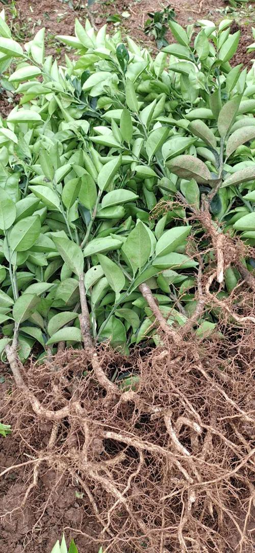 枳壳苗批发 江津枳壳苗基地 优良枳壳苗现货